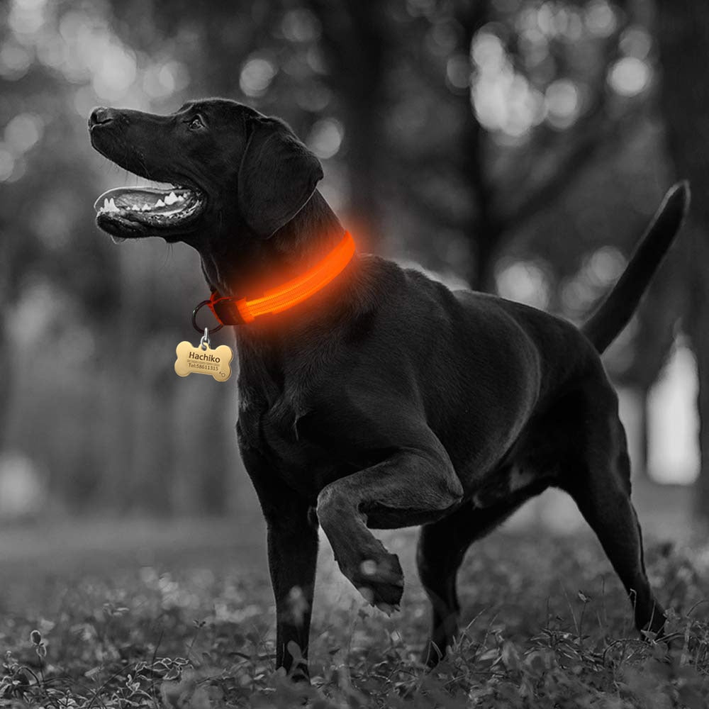 Set de 2 Collares LED de Nylon para Perros