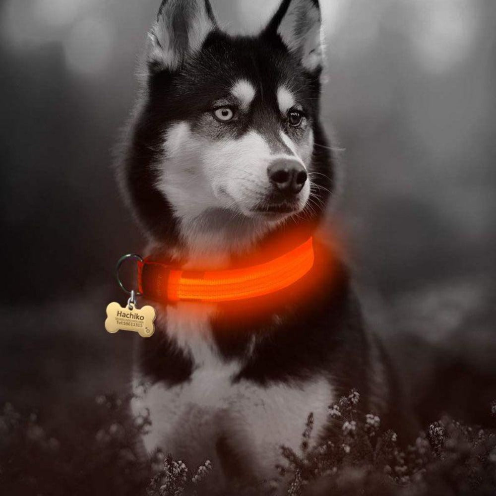 Set de 2 Collares LED de Nylon para Perros